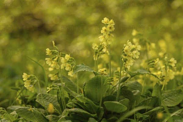Common cowslip (Primula veris)