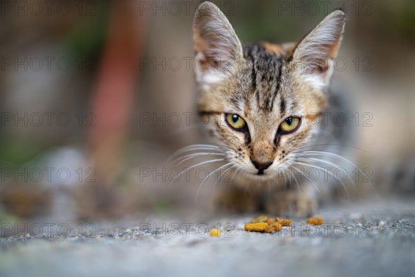 Obdachlose Katze frisst Katzenfutter auf der Straße