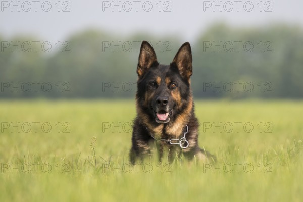 German Shepherd Dog
