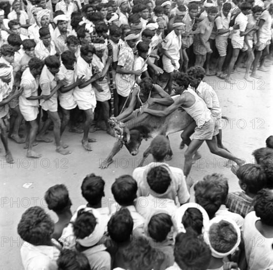 Jallikattu festival, Bull Taming, Madurai, Tamilnadu, India