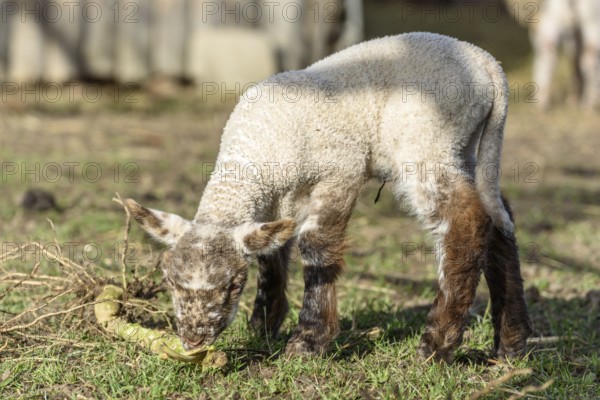 Lamb and sheep in a sheepfold and a pasture in a village in winter