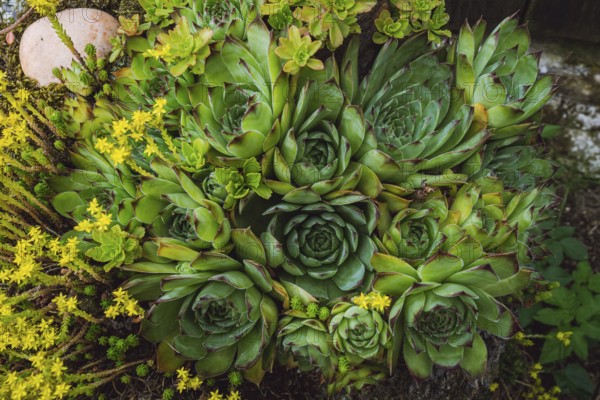 Colorful sempervivum, houseleek varieties sitting close together in the perennial alpine rock garden