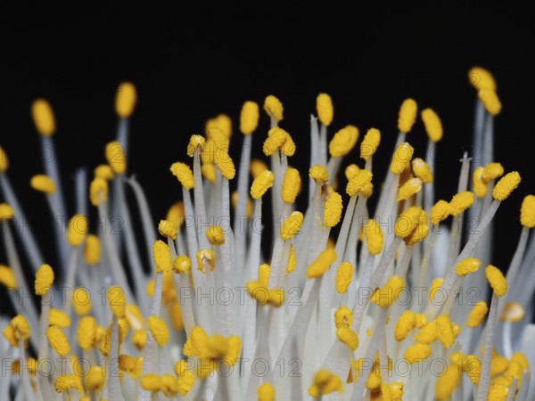 Stamens and anthers of an elephant ear flower