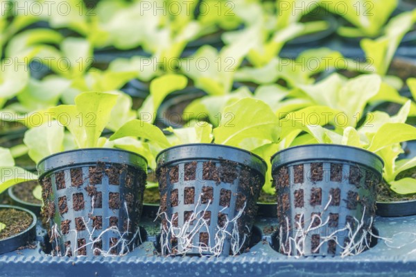 Lettuce Hydroponic farm. Lettuce Sprouts. Green Young Lettuce Plants
