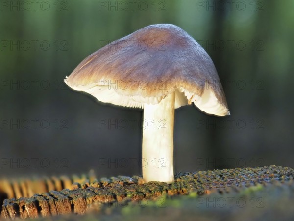Roe deer brown roof mushroom (Pluteus cervinus), blurred background, North Rhine-Westphalia, Germany