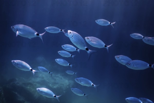 Fish School Underwater. Fishes underwater background