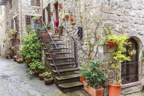 Green plants on a staircase on a backyard