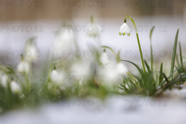 A spring snowflake (Leucojum vernum) grows out of the melting snow, in a natural environment, Wasserburgertal, Engen, Baden-Württemberg, Germany