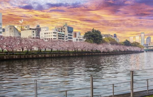 Sakura, cherry trees in bloom on bank of river O, Minamitenma Park in Osaka, Sunset