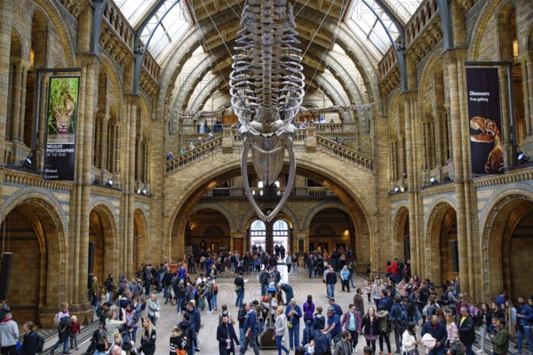 The interior of Natural History Museum with whale skeleton, London, United Kingdom