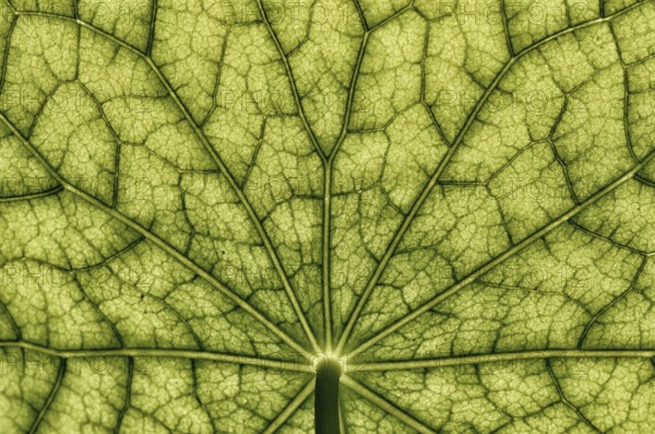 Bottom view of the leaf surface of a nasturtium -