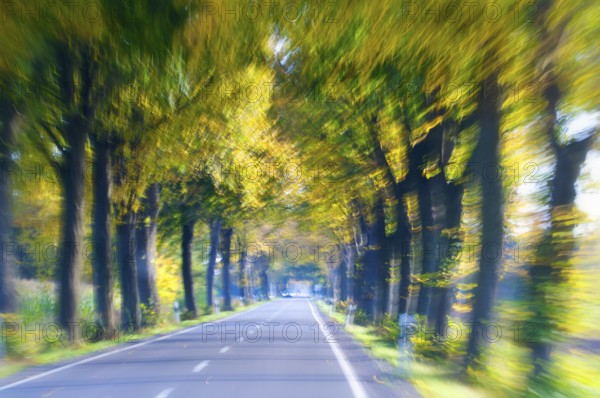 Avenue with trees in a frenzy of speed