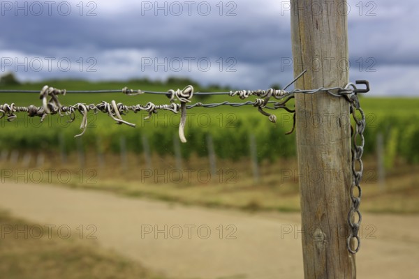 Vineyard Kringel