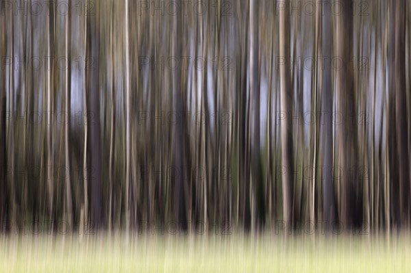 Blurred trees