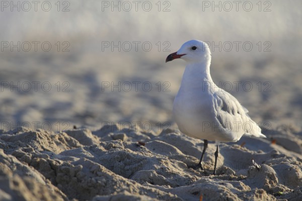Audouin's gull on the beach of Punta Prima on Menorca