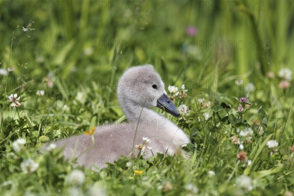 Cute chick of a mute swan in a meadow