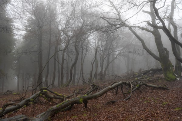 Contours of the branches and tree trunks of a mixed and deciduous forest in winter, without snow, with haze or fog and dead trees lying on the ground, Schmitten, Germany