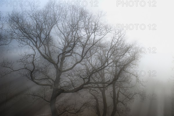 The morning sun's rays of light penetrate the mist in a forest