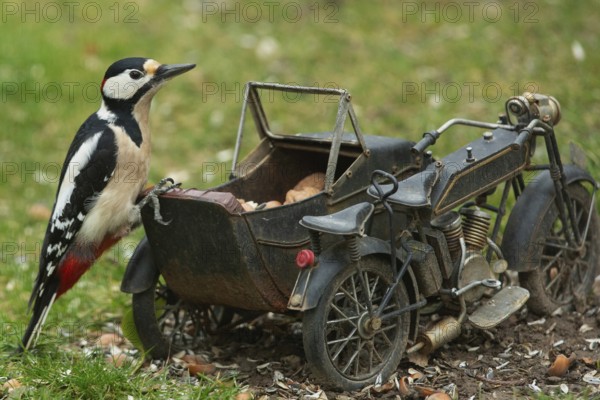 Male great spotted woodpecker sitting on motorbike in green grass looking right, Buchhofen, Bavaria, Germany