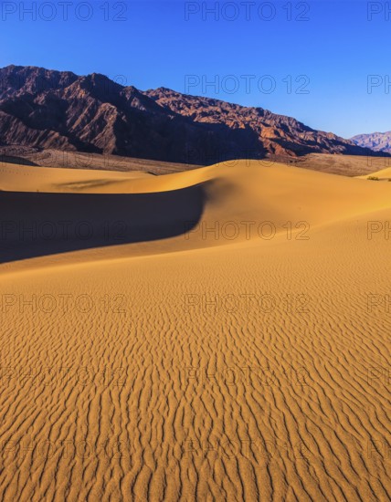 Bright solar morning in picturesque part of Death Valley. Gentle slopes of sandy barkhans shine orange light. Mesquite Flat Sand Dunes