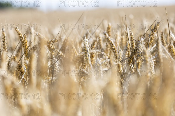 Wheat field in the sunshine with strong golden ears with blurred foreground and background, Coxhill, Shepherdswell, Dover, Kent, Great Britain