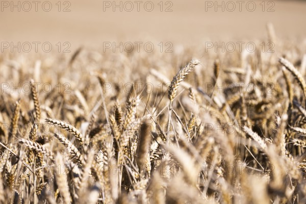 A wide wheat field with ripe, golden ears of wheat symbolising summer and harvest time, Coxhill, Shepherdswell, Dover, Kent, Great Britain