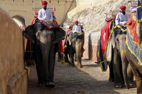 Jaipur, Rajasthan, India, Asia, Several elephants with riders in traditional dress walk through a historic street, North India