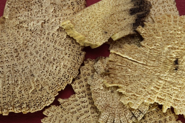 TCM - Chinese medicinal herbs