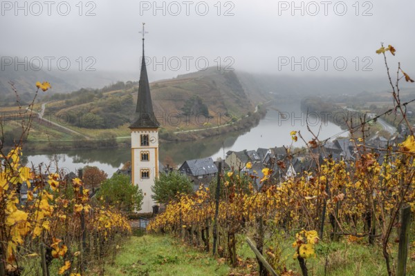 River in the mist meanders in a 180 degree loop through a valley between vineyards. A great landscape and lighting in the morning. Church tower, Moselle, Bremm, Moselle loop, Rhineland-Palatinate, Germany