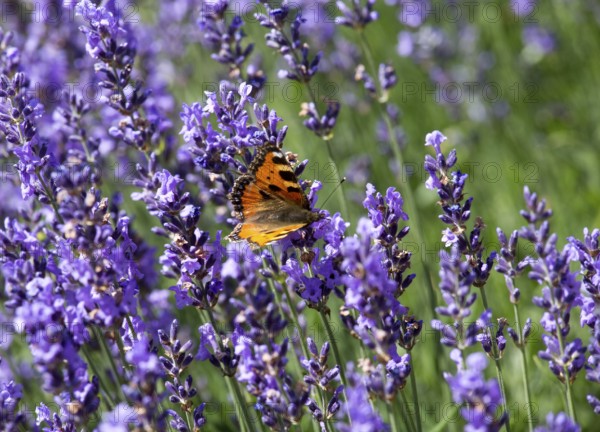 Herb garden with lavender and butterfly