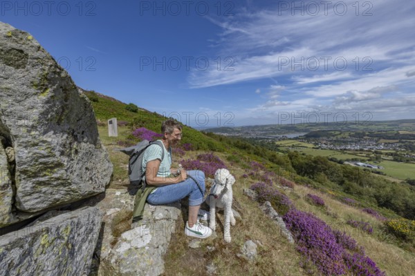 Woman with dog enjoying view from purple flower covered hillside sitting on rock overlooking Conwy and Conwy Castle on edge of Snowdonia National Park, Conwy, Dwygyfylchi, Caernarfonshire, Conwy County Borough, Wales, United Kingdom