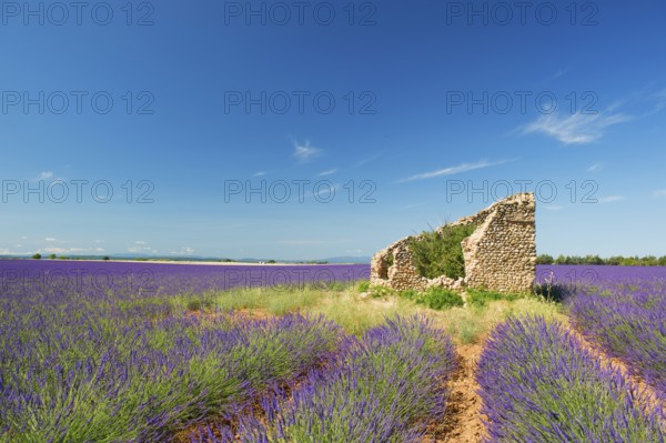 Old broken house in French lavender field