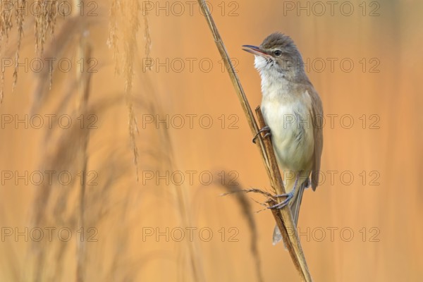 Reed warbler, (Acrocephalus arundinaceus), reedbed perch, biotope, habitat, animals, birds, songbird, reed warbler genus, Lobau, Vienna, Donaustadt, Vienna, Austria