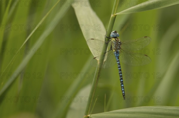 Aeshna affinis (Aeshna affinis)