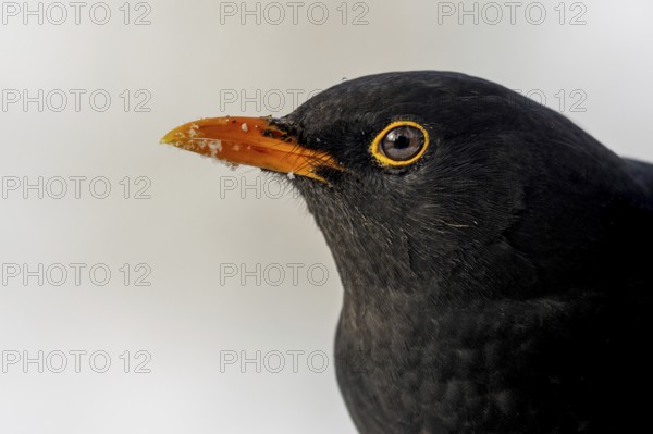 Male blackbird (Turdus merula) portrait in front of a white background, Rhine bank, High Rhine, Germany