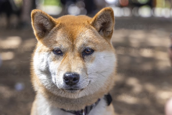 Snout view of a mature red Shiba Inu with blurred background in woods during a walk. Popular small Spitz breed of dog originating from Japan