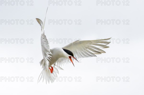 An Arctic Arctic Tern (Sterna paradisaea) in the air with its wings spread wide, screaming during flight, Eidersperrwerk, Tönning, Schleswig-Holstein, Germany