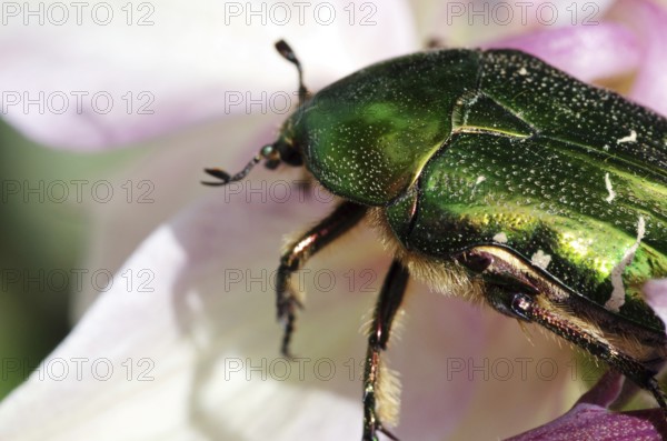 Rose chafer on columbine flowers