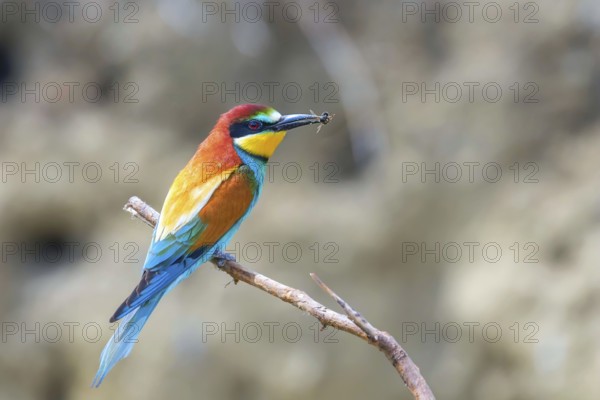 European Bee Eater (Merops Apiaster)