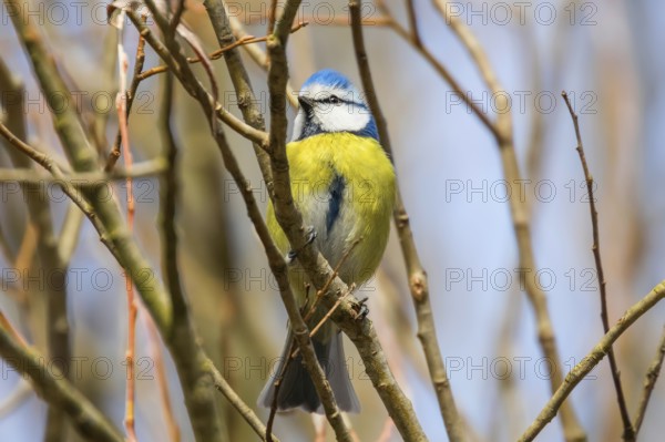 Blue tit on branch, Eurasian blue tit, (Cyanistes caeruleus) Cute little Bird