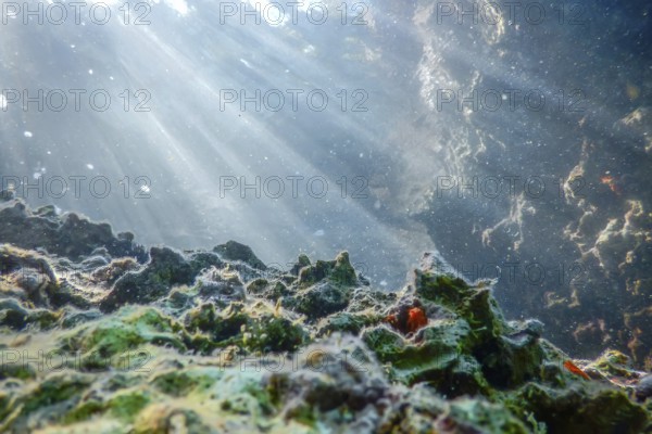 Underwater Scene Sunlight, fish Underwater Life