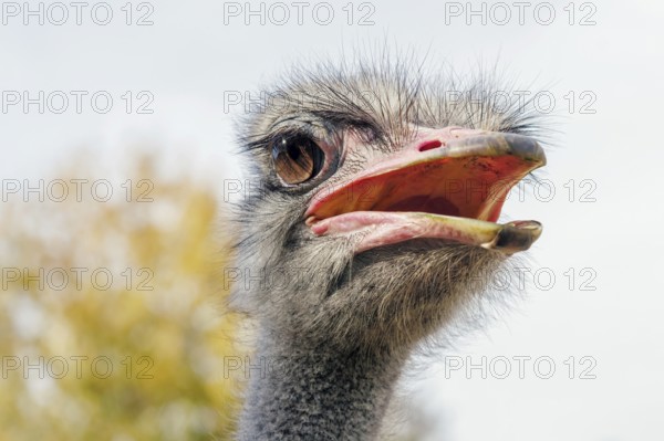 Ostrich portrait, ostrich head (Struthio camelus)