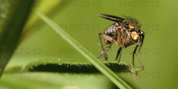 Fly, Sierra de Guadarrama National Park, Segovia, Castilla y León, Spain