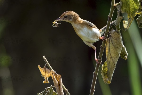The golden-headed cisticola bird brings food for their chick