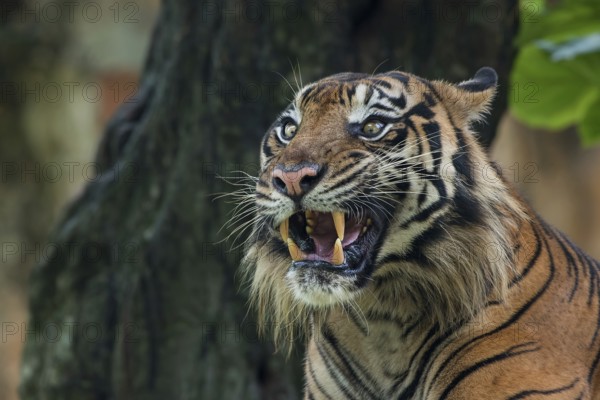 Big adult sumatran tiger with scary face