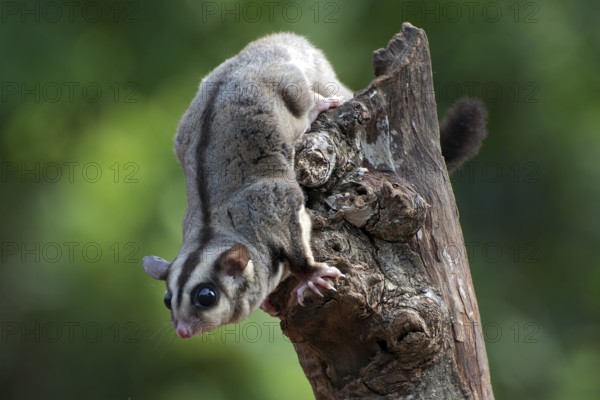 Sugar glider (Petaurus breviceps) on a tree branch