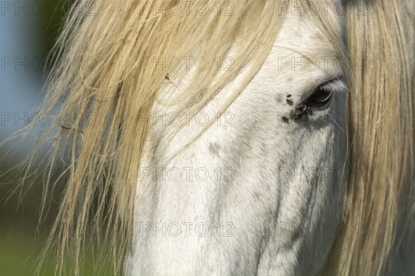 Camargue horse portrait in a pasture in the Camargue national park. Provence-Alpes-Cote d'Azur, France