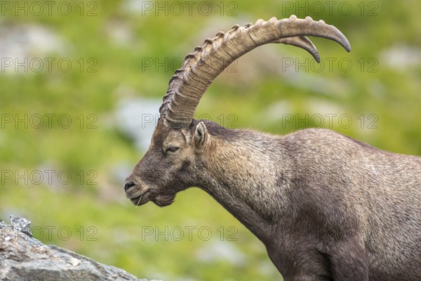 Ibex (capra ibex) in the rocky mountains of the Italian Alps. in the Grand Paradis National Park. Valsavarenche, Aoste, Italie