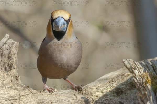 Hawfinch (Coccothraustes coccothraustes) resting on a branch in the forest in winter. Alsace, France