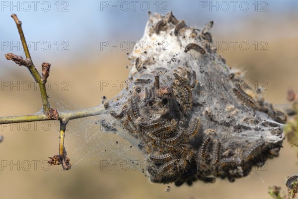 Caterpillar larvae, Brown tail caterpillars on tree